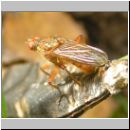 Scatophaga sp - Dungfliege 01c.jpg